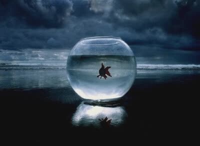 网络伤感说说:别说鱼没有眼泪,就算流成整个大海你也毫不知情